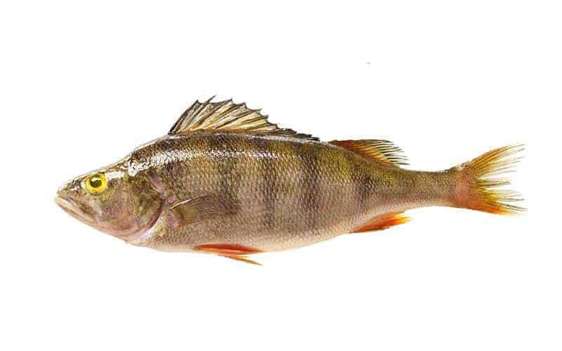 Kalaneuvos Ahven kokonainen tuore