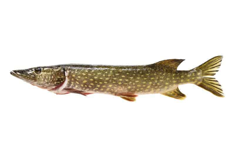 Kalaneuvos Hauki kokonainen tuore