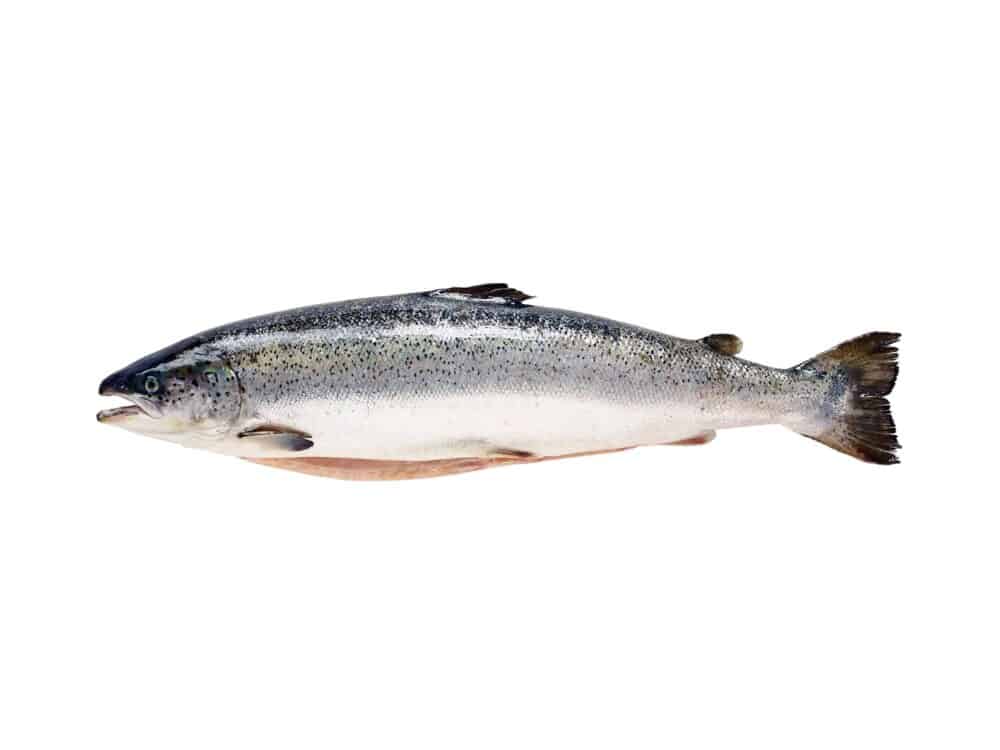 Kokonainen lohi uunissa | Resepti – Kalaneuvos