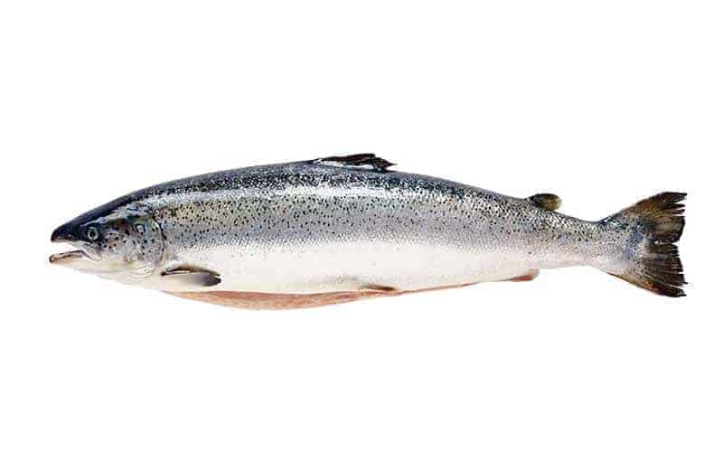 Kalaneuvos Lohi kokonainen tuore