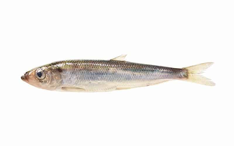 Kalaneuvos Silakka kokonainen tuore