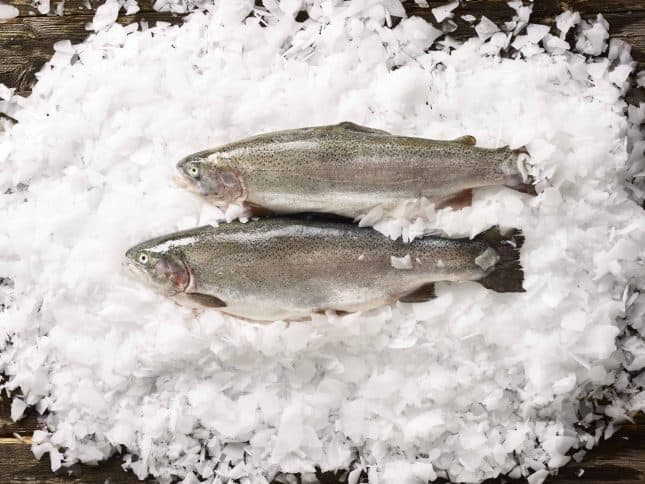 Kalaneuvos tuore kokonainen kirjolohi jäissä